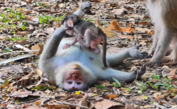 Momma Spring monkey holding newborn Baby Fabulous while older sibling Sapphire watches sadly in the Angkor Wat forest.