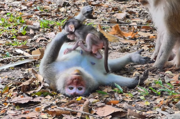 Momma Spring monkey holding newborn Baby Fabulous while older sibling Sapphire watches sadly in the Angkor Wat forest.