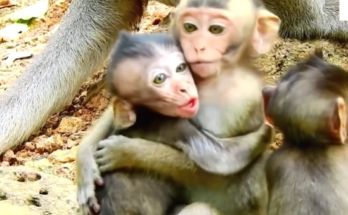 A small baby monkey clings to the chest of another young monkey in the moss-covered Angkor Wat forest