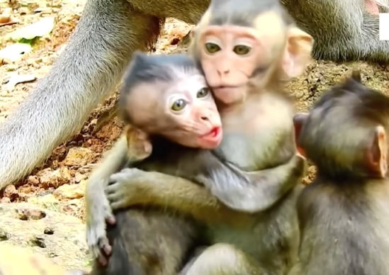 A small baby monkey clings to the chest of another young monkey in the moss-covered Angkor Wat forest.