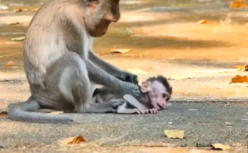 Mother monkey looking exhausted while her baby clings tightly to her fur in the Angkor Wat ruins.