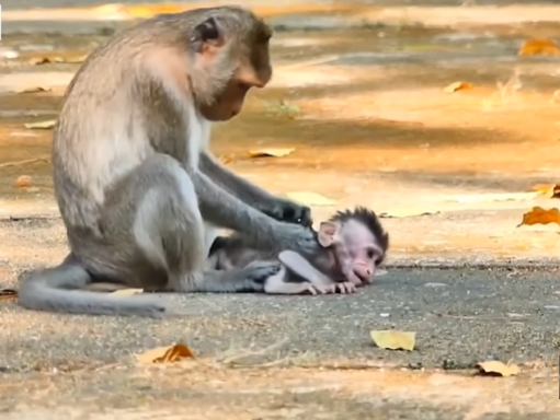 Mother monkey looking exhausted while her baby clings tightly to her fur in the Angkor Wat ruins.