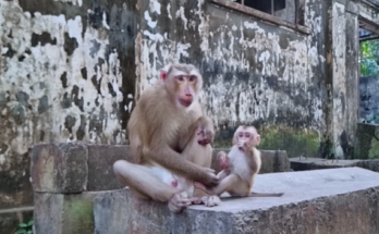 Baby Leo reaching up with both hands toward father Tom in the Angkor Wat forest