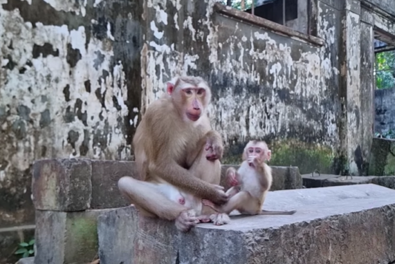 Baby Leo reaching up with both hands toward father Tom in the Angkor Wat forest