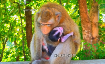 Young macaque mother learns to hold her tiny newborn for the first time in the misty Angkor Wat forest.