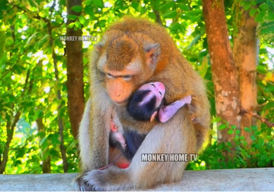Young macaque mother learns to hold her tiny newborn for the first time in the misty Angkor Wat forest.