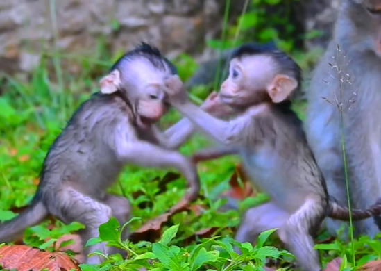 Tiny baby monkey playing joyfully on the forest floor of Angkor Wat after drinking milk.