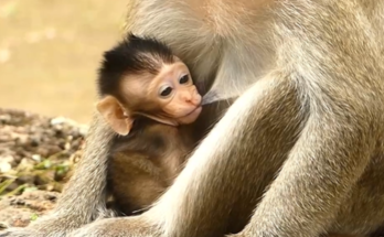 Baby wild animal in Angkor Wat forest drinking milk after feeding, tiny body glistening with dew.
