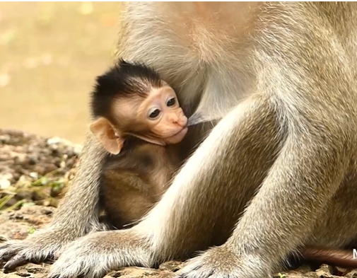 Baby wild animal in Angkor Wat forest drinking milk after feeding, tiny body glistening with dew.