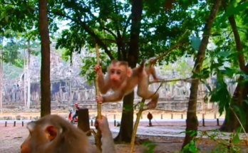 Baby Lily smiling and reaching up to touch a tree branch in the forest near Angkor Wat