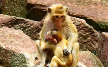 Crying small monkey under banyan root in Angkor forest, eyes full of sorrow