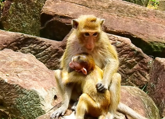 Baby monkey crying and reaching out for her elder mother in the Angkor Wat forest.