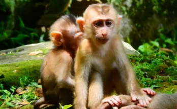 Angella, a small abandoned baby monkey, sits trembling in the rain after being pushed by Libby in the Angkor Wat forest.