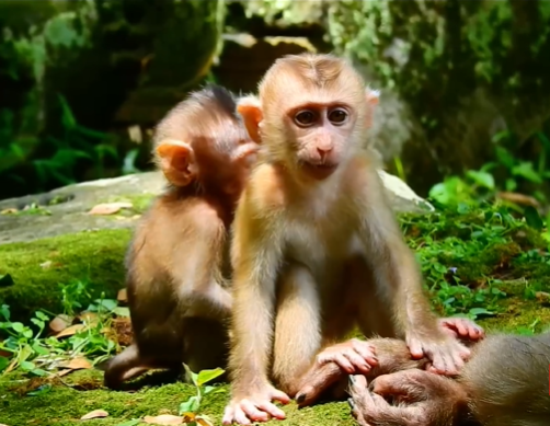 Angella, a small abandoned baby monkey, sits trembling in the rain after being pushed by Libby in the Angkor Wat forest.