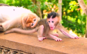 Baby monkey clinging tightly to its mother in the Angkor Wat forest, showcasing an intimate bond of love and trust.