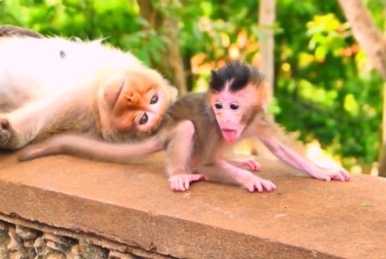 Baby monkey clinging tightly to its mother in the Angkor Wat forest, showcasing an intimate bond of love and trust.