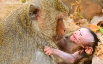 Ellsa’s newborn baby smiles brightly while cradled in the mystical Angkor Wat forest, Cambodia.