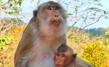 A mother macaque gently holding her baby while two siblings sit nearby in the lush Angkor Wat forest at sunrise.