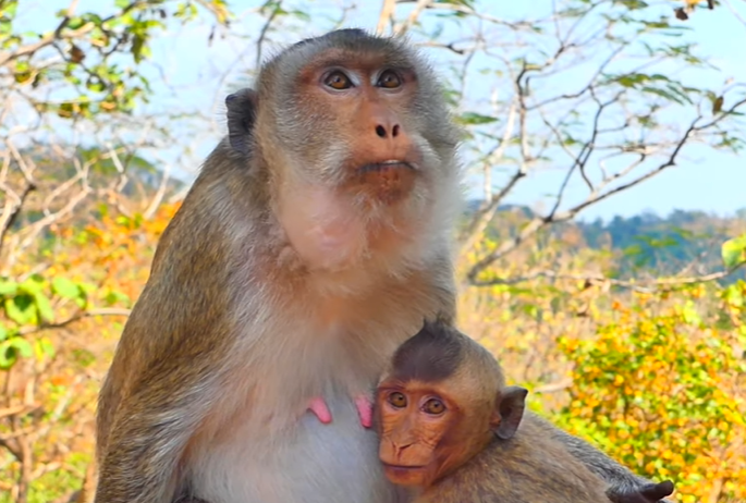 A mother macaque gently holding her baby while two siblings sit nearby in the lush Angkor Wat forest at sunrise.