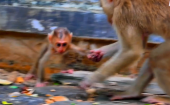 Child standing alone in Angkor Wat forest waiting for her mother.