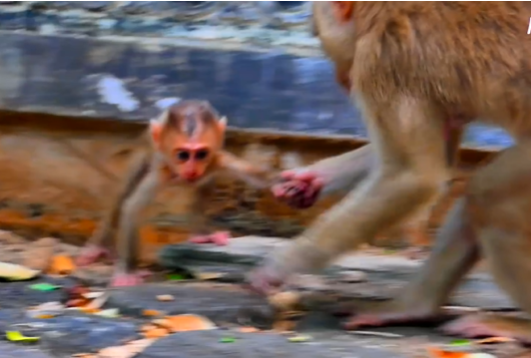 Child standing alone in Angkor Wat forest waiting for her mother.