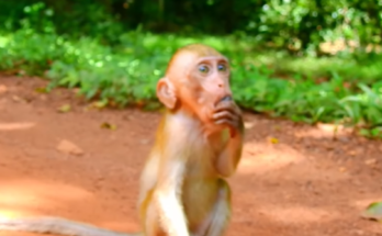 Young monkey Elpida resting on the forest floor after an accident in Angkor Wat jungle, Cambodia