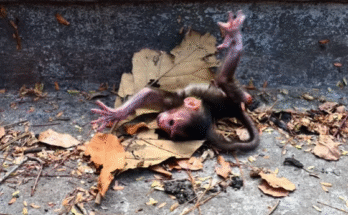 Mist-lit jungle path near ancient ruins, soft light filtering through tall trees.