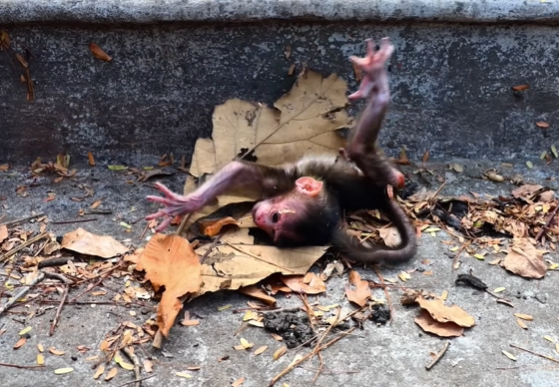 Mist-lit jungle path near ancient ruins, soft light filtering through tall trees.