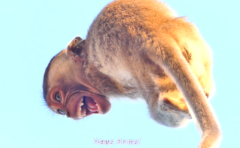 Brave father Saly rescuing a terrified child tangled in a high rope among ancient trees in the Angkor Wat forest.