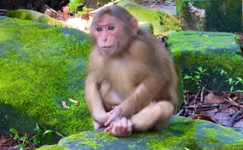 Little monkey sitting calmly on a branch in Angkor Wat forest, gazing around with curiosity and peace.