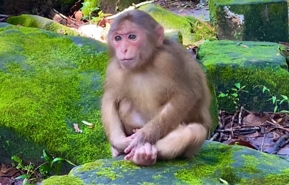 Little monkey sitting calmly on a branch in Angkor Wat forest, gazing around with curiosity and peace.