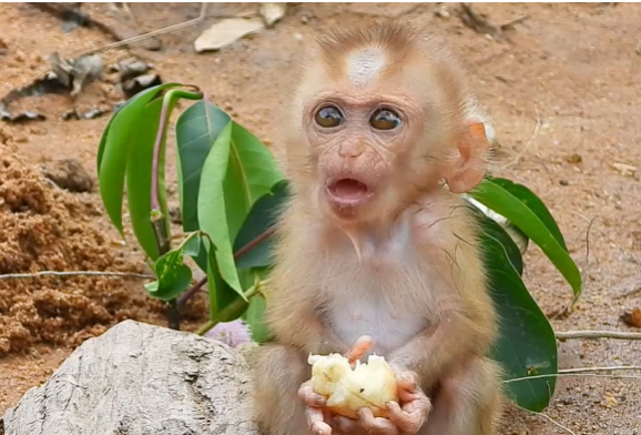 : Baby monkey clinging to mother in Angkor Wat forest, sunlight filtering through trees.