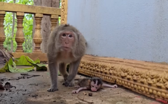 Monkey EMILA gently cradling a newborn in the Angkor Wat forest, demonstrating tender care and empathy.
