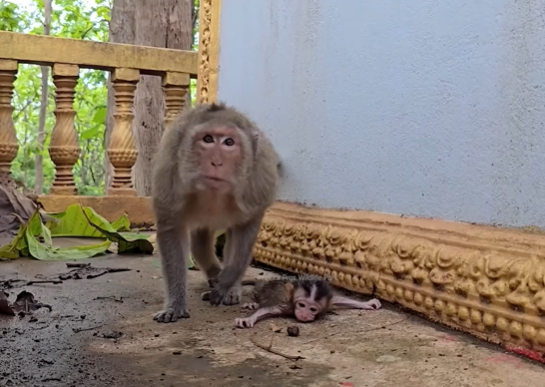 Monkey EMILA gently cradling a newborn in the Angkor Wat forest, demonstrating tender care and empathy.