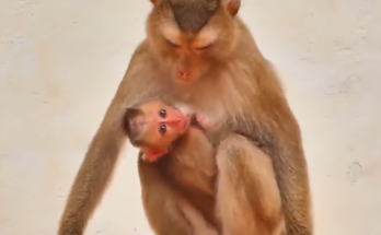 Baby macaque Salo clinging to his mother under the mossy ruins of Angkor Wat forest.