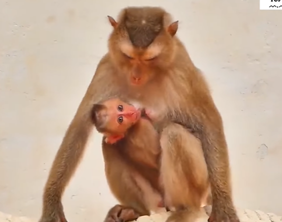 Baby macaque Salo clinging to his mother under the mossy ruins of Angkor Wat forest.