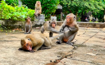 Heartbroken mother monkey sitting alone in the Angkor Wat forest after losing her baby.