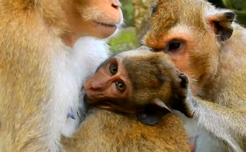 Baby duck hesitating at the water’s edge while mother duck gently encourages independence in the Angkor Wat forest.