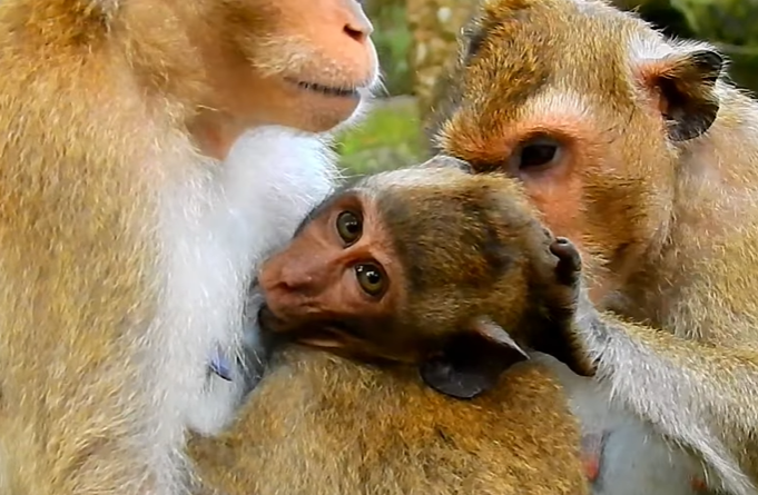Baby duck hesitating at the water’s edge while mother duck gently encourages independence in the Angkor Wat forest.