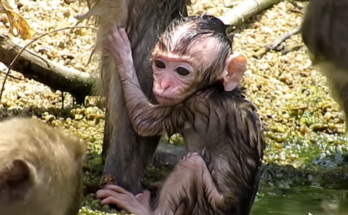 Mother cradling her frail baby beside a cold river in the Angkor Wat forest during an early morning moment of care and survival.