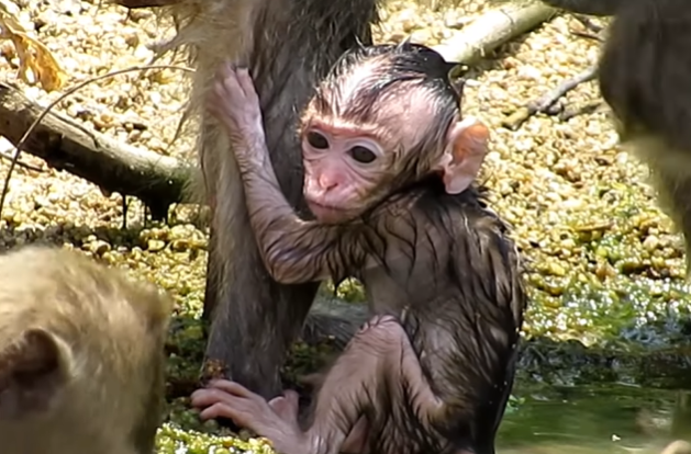 Mother cradling her frail baby beside a cold river in the Angkor Wat forest during an early morning moment of care and survival.