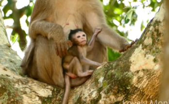 A tear-streaked mother calling out through the dense trees of Angkor Wat forest at dawn.