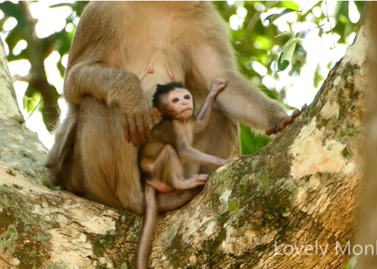 A tear-streaked mother calling out through the dense trees of Angkor Wat forest at dawn.