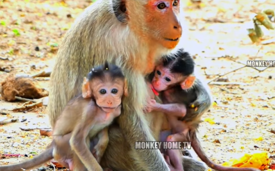 Newborn macaque struggling to hold onto her mother in Angkor Wat forest, showing fragile first moments of life and maternal protection