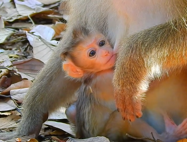 Baby macaque clinging tightly to her mother’s fur in the Angkor Wat forest, showing a powerful moment of love, protection, and survival in the wild.