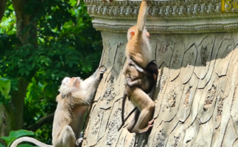 Baby macaque rescued after falling from an ancient temple in the Angkor Wat forest.
