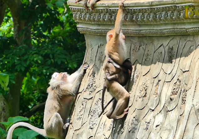 Baby macaque rescued after falling from an ancient temple in the Angkor Wat forest.