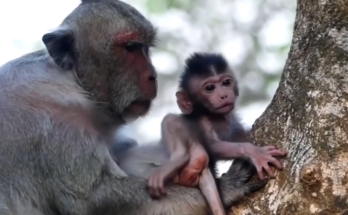 A young monkey falling from a tall tree branch in Angkor Wat forest, captured during a shocking and emotional moment in the wild.