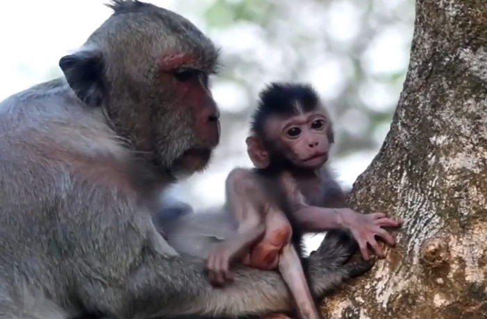 A young monkey falling from a tall tree branch in Angkor Wat forest, captured during a shocking and emotional moment in the wild.