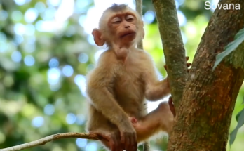 Ricky the young monkey clinging tightly to a tree branch after nearly falling while asleep in the Angkor Wat forest